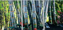 Orange Bamboo Triptych